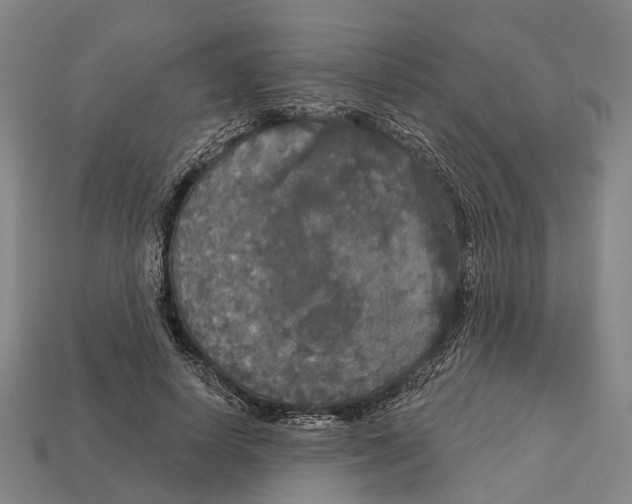 X0000113080642200909250950