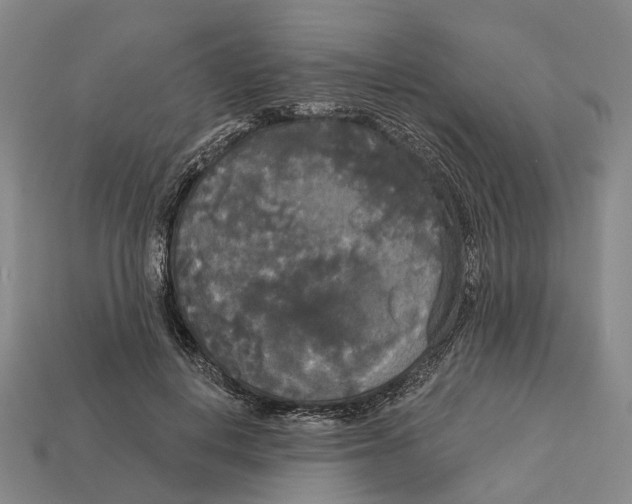 X0000113080648200909250950