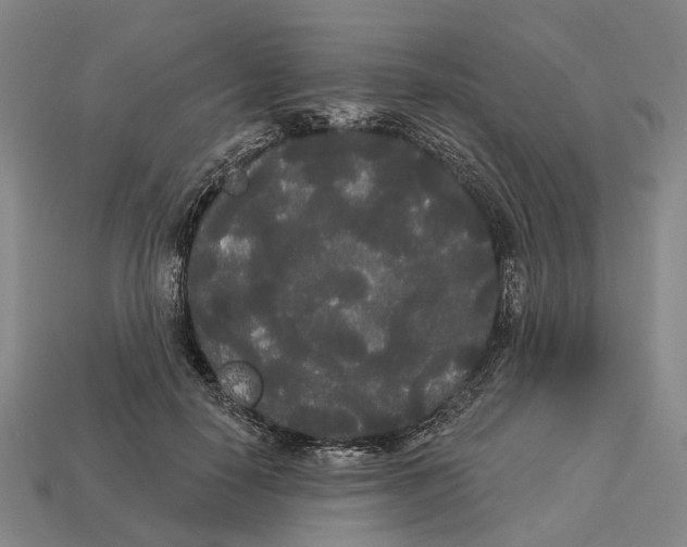 X0000113080650200909250950