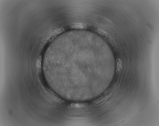 X0000113080739200909250949