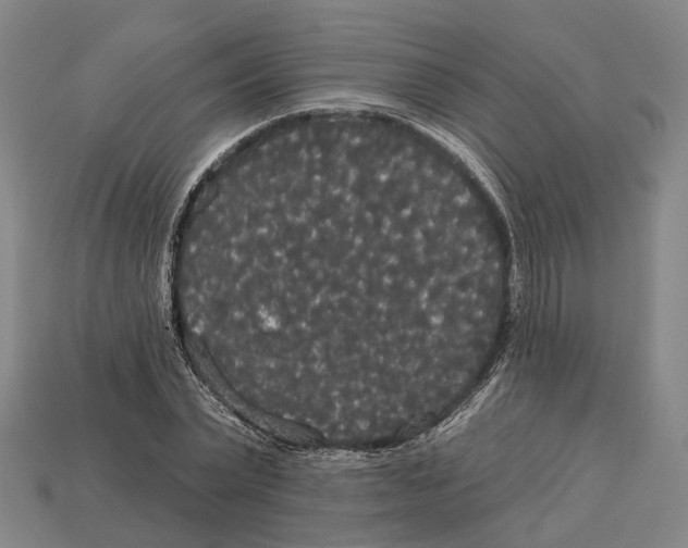 X0000113080783200909250948