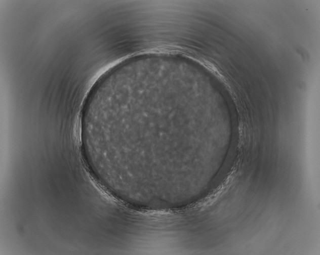 X0000113080838200909250948