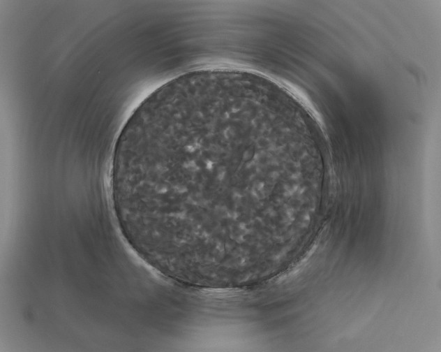 X0000113080863200909250948