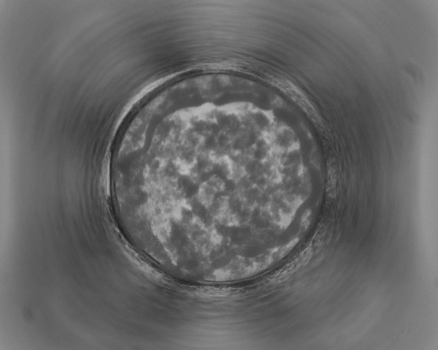 X0000113081036200909250945
