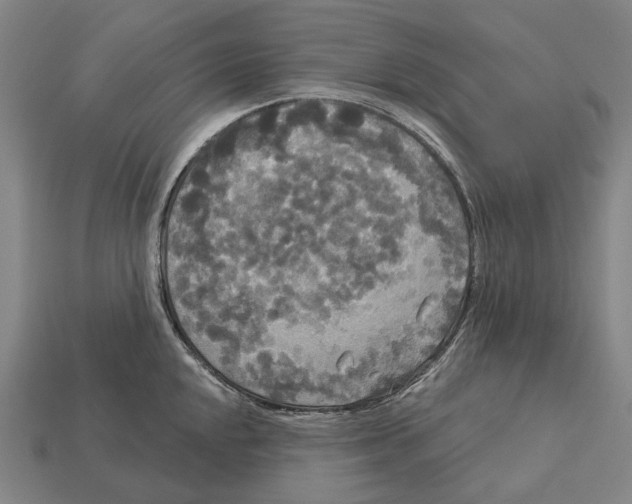 X0000113081048200909250945