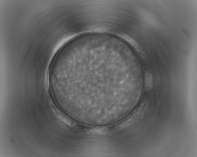 X0000113081078200909250945
