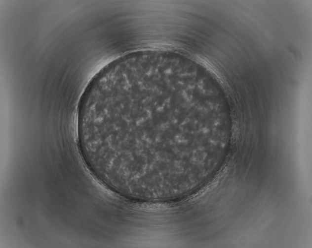 X0000113081079200909250944