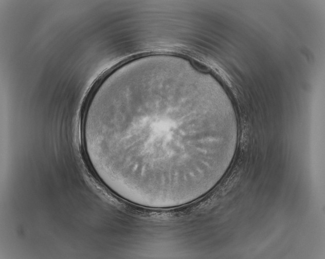 X0000113081080200909250944