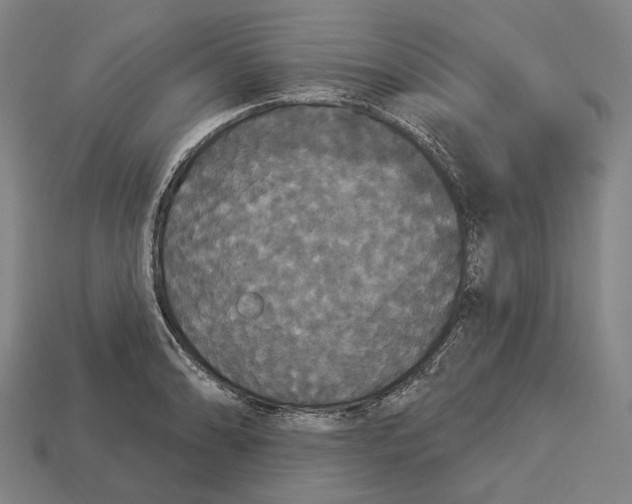 X0000113081086200909250944