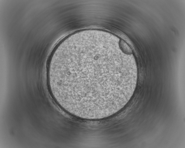 X0000113081096200909250944