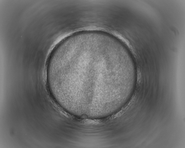 X0000113081270200909250942