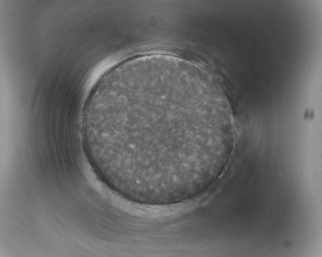 X0000113080006200910091243