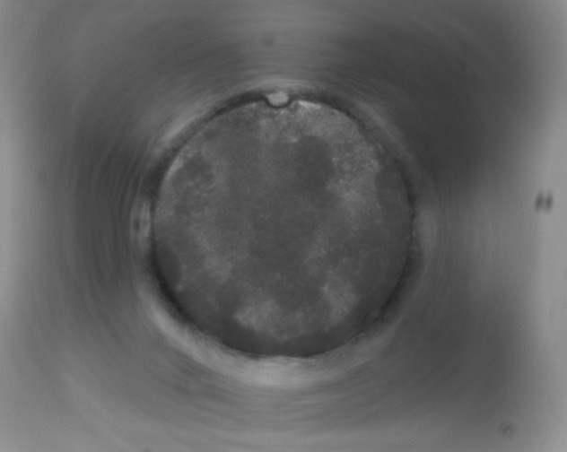 X0000113080024200910091243