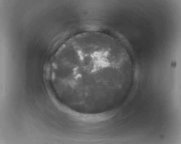 X0000113080026200910091243