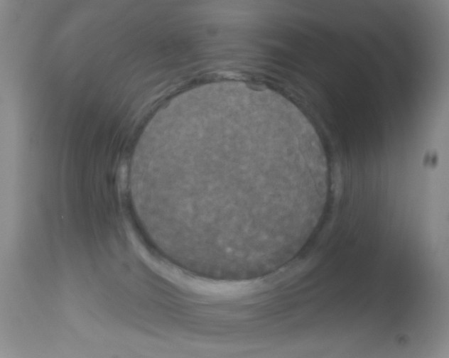 X0000113080036200910091243