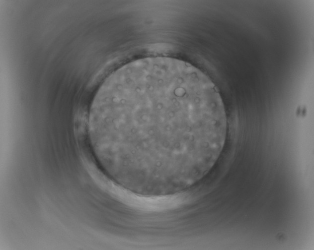 X0000113080038200910091243