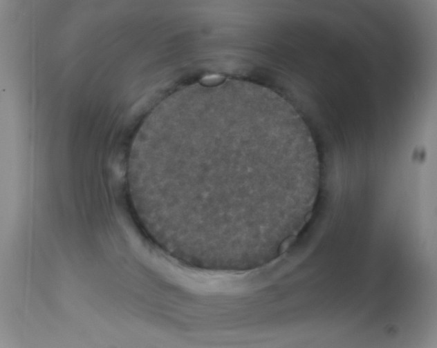 X0000113080040200910091243