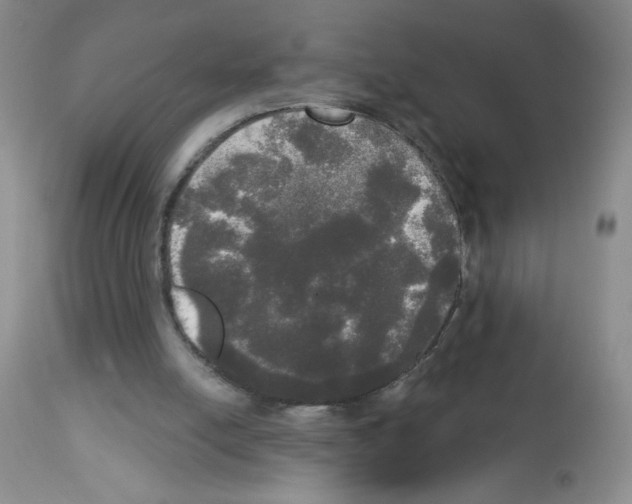 X0000113080054200910091242