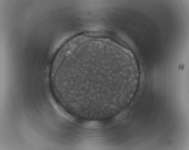 X0000113080058200910091242