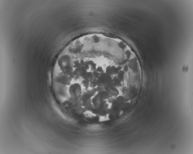 X0000113080061200910091242