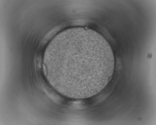 X0000113080068200910091242