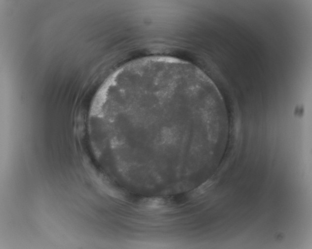 X0000113080074200910091242