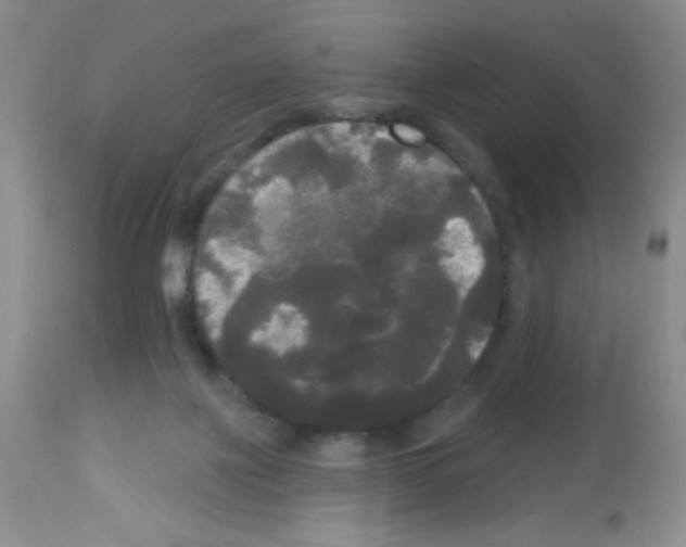 X0000113080075200910091242