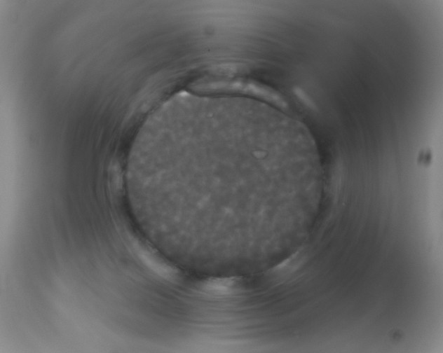 X0000113080086200910091243