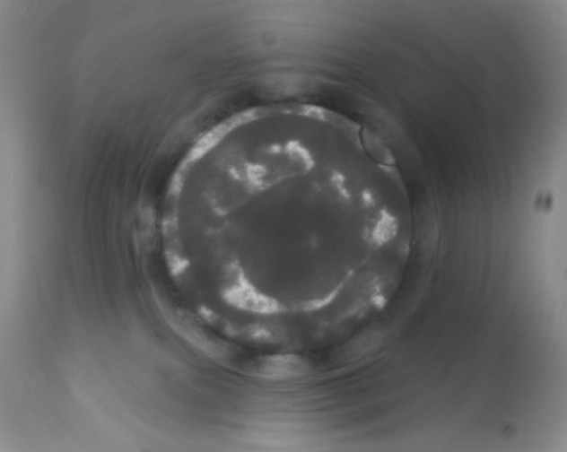 X0000113080087200910091243