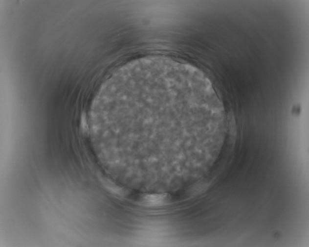 X0000113080089200910091243