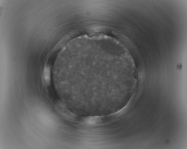 X0000113080094200910091243