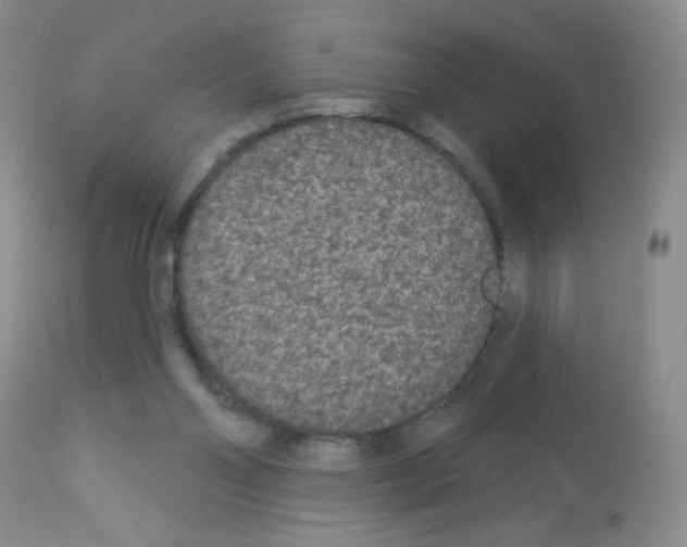X0000113080110200910091242