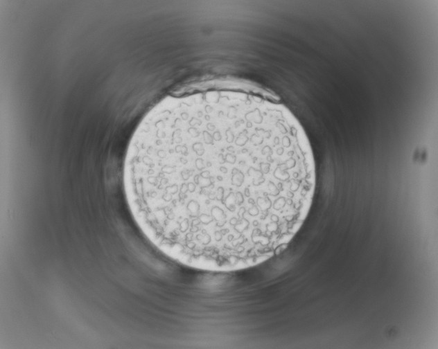 X0000113080135200910091241