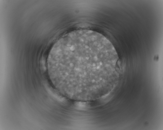 X0000113080187200910091241