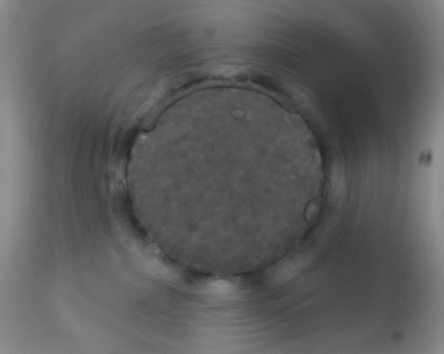X0000113080236200910091240