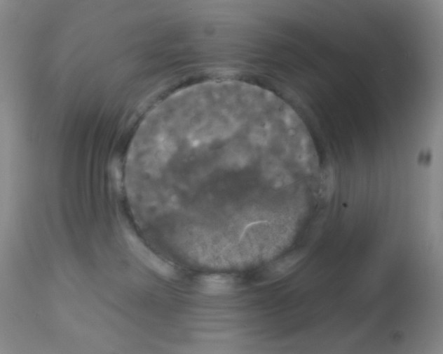X0000113080238200910091240