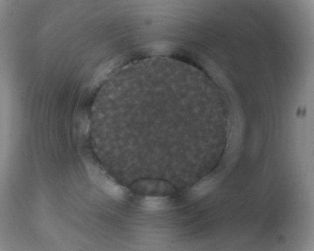X0000113080240200910091240