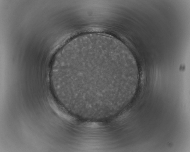 X0000113080254200910091239