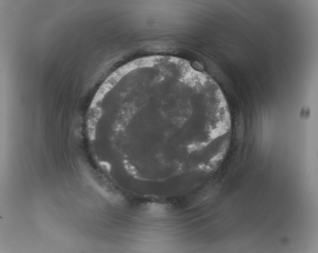 X0000113080255200910091239