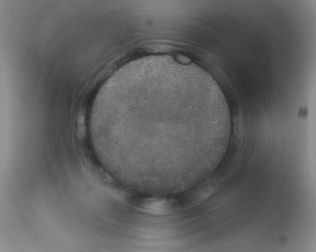 X0000113080267200910091239