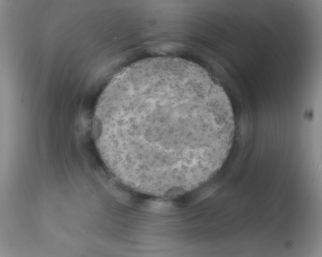 X0000113080284200910091239