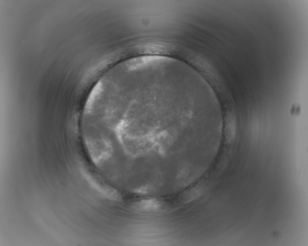 X0000113080310200910091239