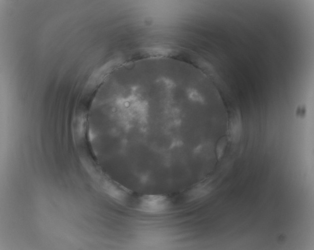 X0000113080334200910091238