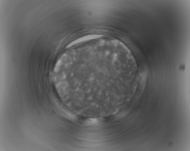 X0000113080381200910091238