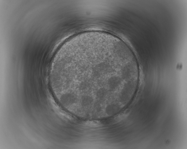 X0000113080386200910091237