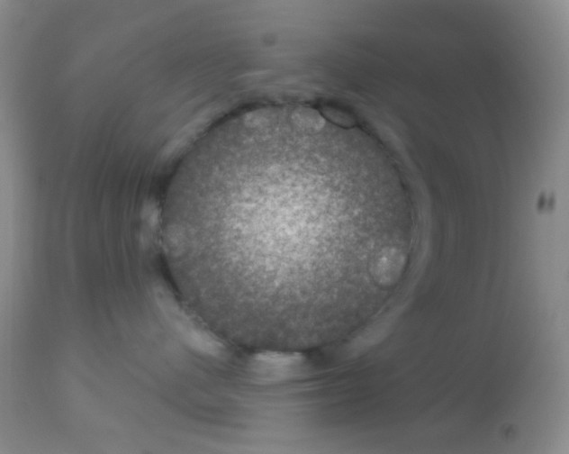 X0000113080480200910091236