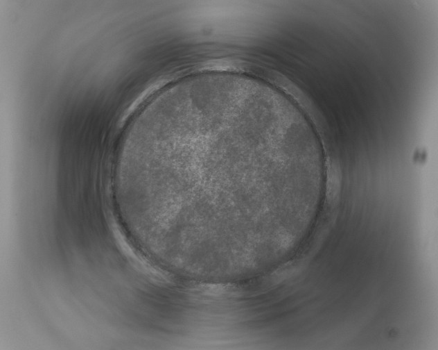 X0000113080482200910091236