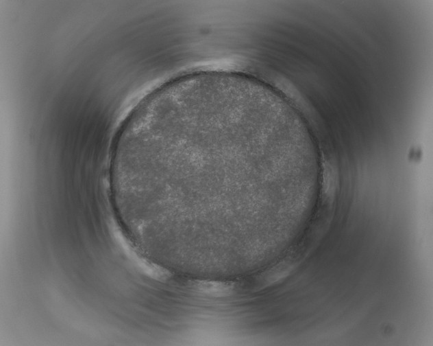 X0000113080486200910091236
