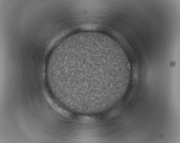 X0000113080494200910091236