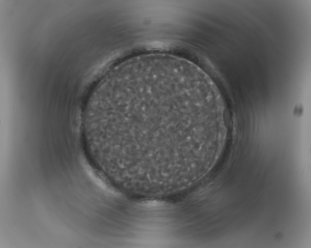 X0000113080637200910091233